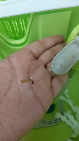 سطل و زمین شوی شایلین مدل دو قلو
