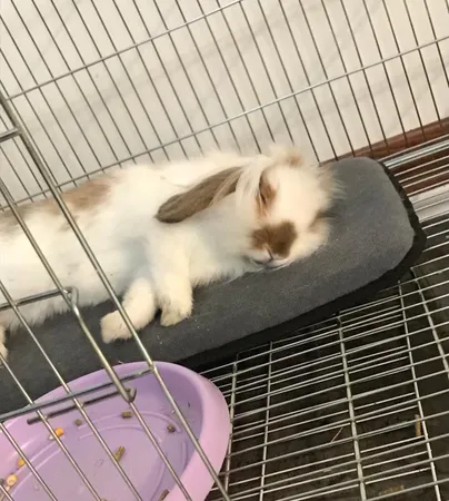 تشک خواب سگ و گربه کد TB-113