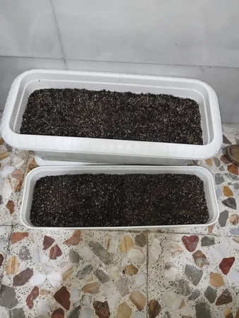 کوکوپیت و پیت ماس رویش مدل CC-MAS-3k کد Pack-01 مجموعه 3 عددی