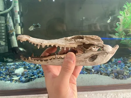 جمجمه تزیینی آکواریوم کد MS