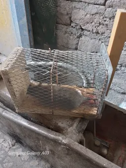 تله موش مدل قفسی