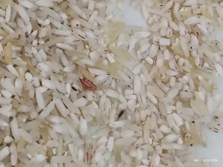 برنج ایرانی فجر آمل - 10 کیلوگرم