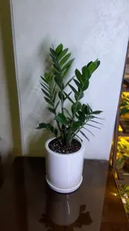 گیاه طبیعی زاموفیلیا گرین لایف مدل P1003