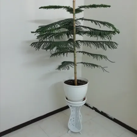 استند گلدان پلی نایس مدل 005 سایز کوچک