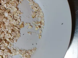 تجریه خرید جو دوسر پرک صبحانه فوری نوند - 1000 گرم