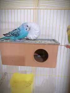 تجریه خرید سنگ کلسیم پرنده زوریچ کد 0112 وزن 80 گرم