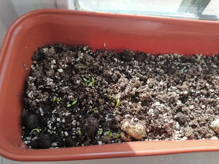 بذر شاهی بذر طلایی برتر کد BZT-95