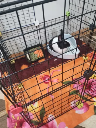 توالت خرگوش مدل 1033