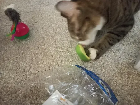 تشویقی دندانی گربه مدل آبنبات کت نیپ دار avo01