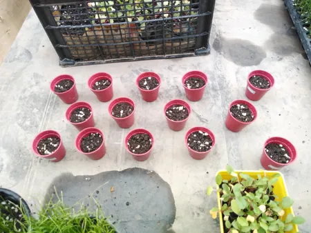 بذر هاماتو کاکتوس ستیسپینوس خانه سبز گلدیس کد 1296 بسته 10 عددی