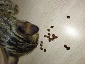 تجریه خرید غذای خشک گربه رفلکس پلاس مدل Hairball & Indoor وزن 1.5 کیلوگرم