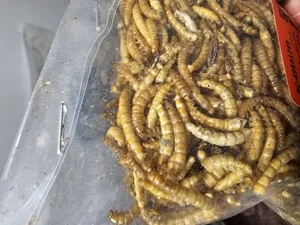 تجریه خرید غذای خشک پرندگان مدل میلورم کد 02 وزن 50 گرم