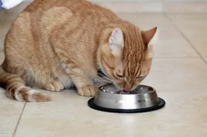 تجریه خرید پوچ غذای گربه بادو مدل سالمون وزن 85 گرم