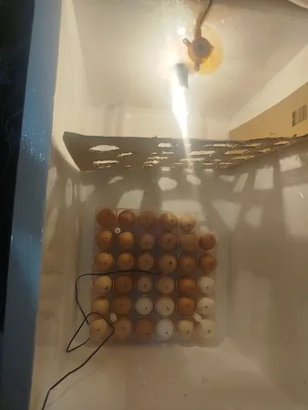 ترموستات کنترلر دما دیجیتال مدل W3001_220AC