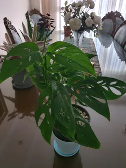 گیاه آپارتمانی پتوس حصیری کد hasir01