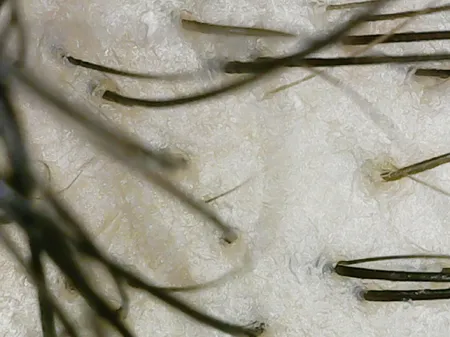 میکروسکوپ دیجیتال مدل 1000X