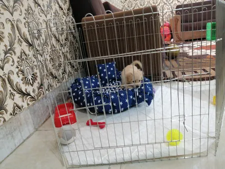 پارک سگ کد 01