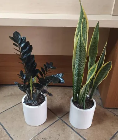 گل طبیعی زاموفولیا سوپر بلک تافکو کد 2025