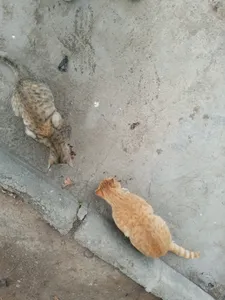 تجریه خرید غذای خشک گربه مفید مدل Supreme Indoor وزن 500 گرم