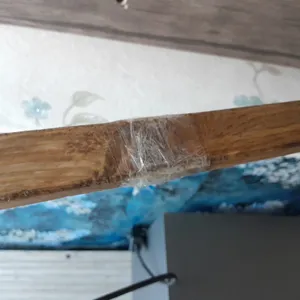 تجریه خرید آباژور ایستاده آس کرال وود مدل چرخشی  As-ch010