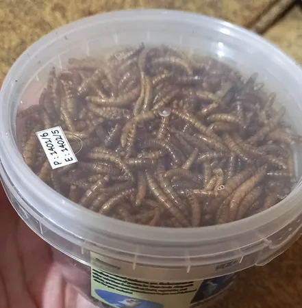 غذای تشویقی عروس هلندی ولکانو میلورم کد MWC60 وزن 60 گرم