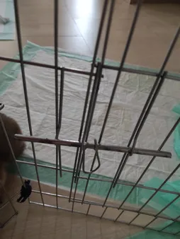 پارک سگ کد 01