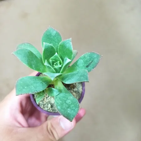 گیاه طبیعی کاکتوس و ساکولنت آیدین کاکتوس کد CB-004 بسته 12 عددی