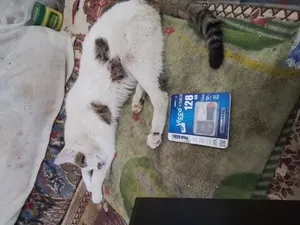 تجریه خرید کارت حافظه micro SDXC ویکومن مدل 633X Plus کلاس 10 استاندارد UHS-I U3 سرعت 90MBS ظرفیت 128 گیگابایت به همراه کارت خوان