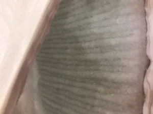 تجریه خرید تشک مهمان مدل رویال مکس سایز ۹۰x۱۹۰ سانتی متر