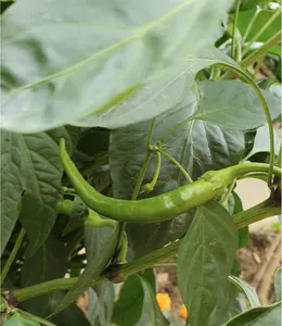 تجریه خرید بذر فلفل قلمی شیرین بذر طلایی برتر کد BZT-60