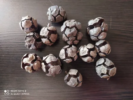 میوه تزیینی طرح کاج مدل C1 بسته 12 عددی