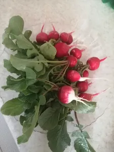 تجریه خرید بذر تربچه میکس آذر سبزینه مدل T29