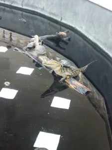 تجریه خرید وب کم مدل LIFE EYE CAM