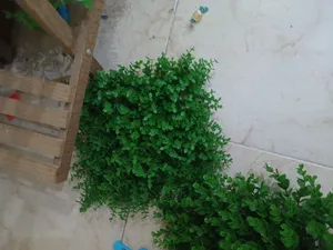 تجریه خرید پوشش کف و سقف مدل پرتقال سایز 25x25 سانتی متر