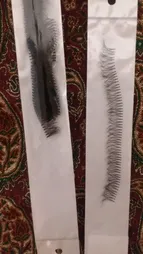 مژه مصنوعی دوو مدل ریلی 14