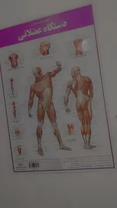 تجریه خرید پوستر آموزشی انتشارات اندیشه کهن مدل کالبدشناسی دستگاه عضلانی کد 35-50-5