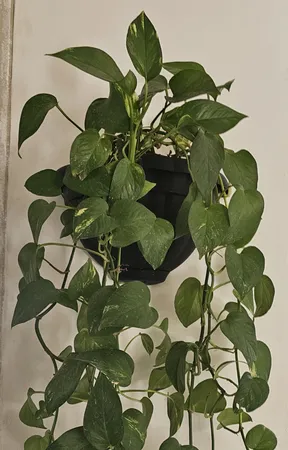 دوربین بیسیم مداربسته تحت شبکه مدل v380