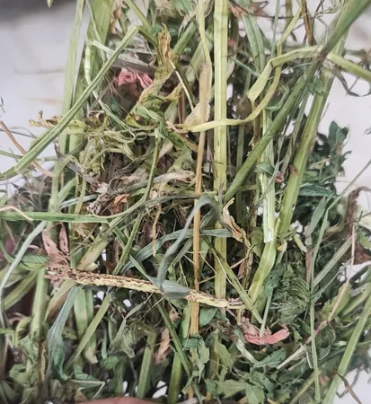 یونجه خشک خرگوش و خوکچه خرگوشک مدل A001 وزن 1000 گرم