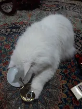 تجریه خرید کنسرو غذای گربه شایر کد 44 وزن 400 گرم بسته 4 عددی