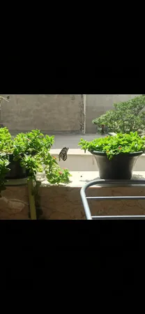 گل طبیعی ناز مدل AMS01