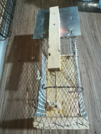 تله موش مدل قفسی