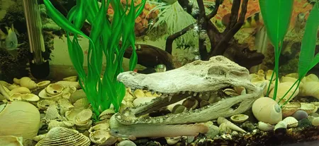 جمجمه تزیینی آکواریوم کد MS