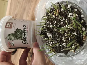 تجریه خرید بذر علف گربه دودوتی مدل Mix2 وزن 80 گرم بسته 2 عددی