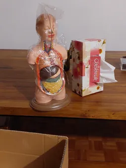 بازی آموزشی طرح مولاژ نیم تنه انسان مدل ASM06