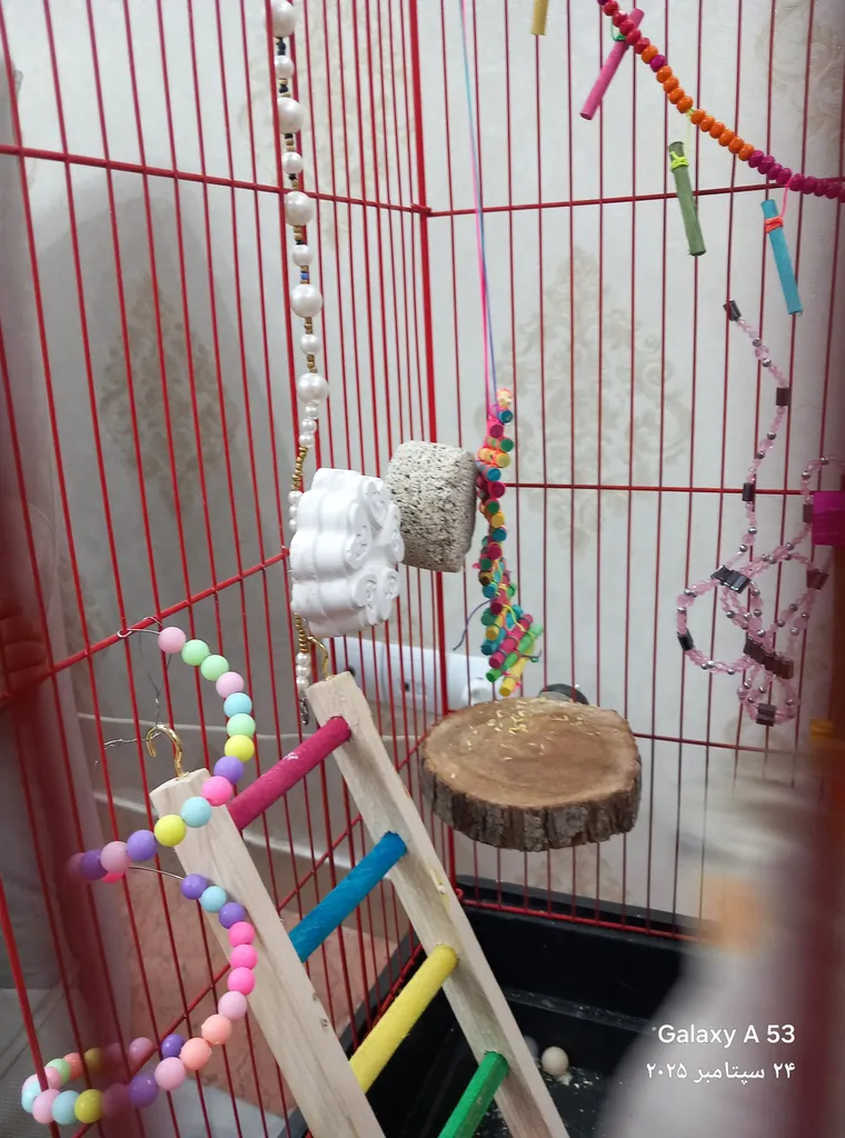 چوب نشیمنگاه پرندگان مدل BIRD FLAT -12