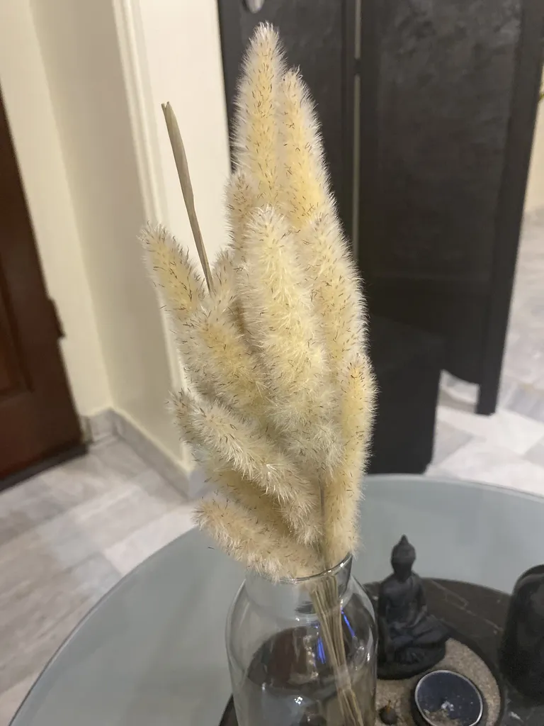 گل خشک مدل دم روباهی 10_4