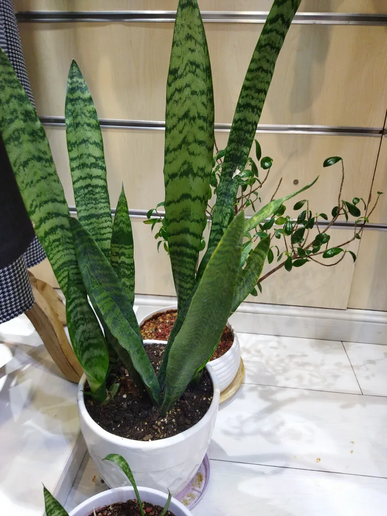 گلدان سانسوریا سبز گلیتال مدل GTL149