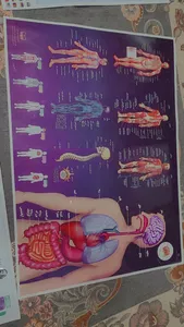 تجریه خرید پوستر آموزشی اندیشه کهن طرح آناتومی بدن انسان کد 301