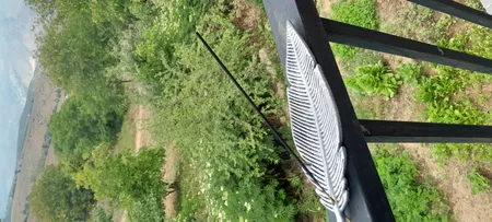 جاعودی مدل پر اکالیپتوس