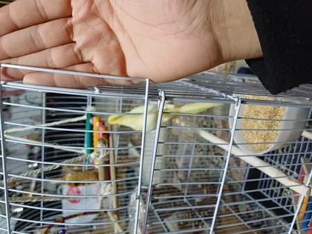 قفس عروس هلندی مدل 1034